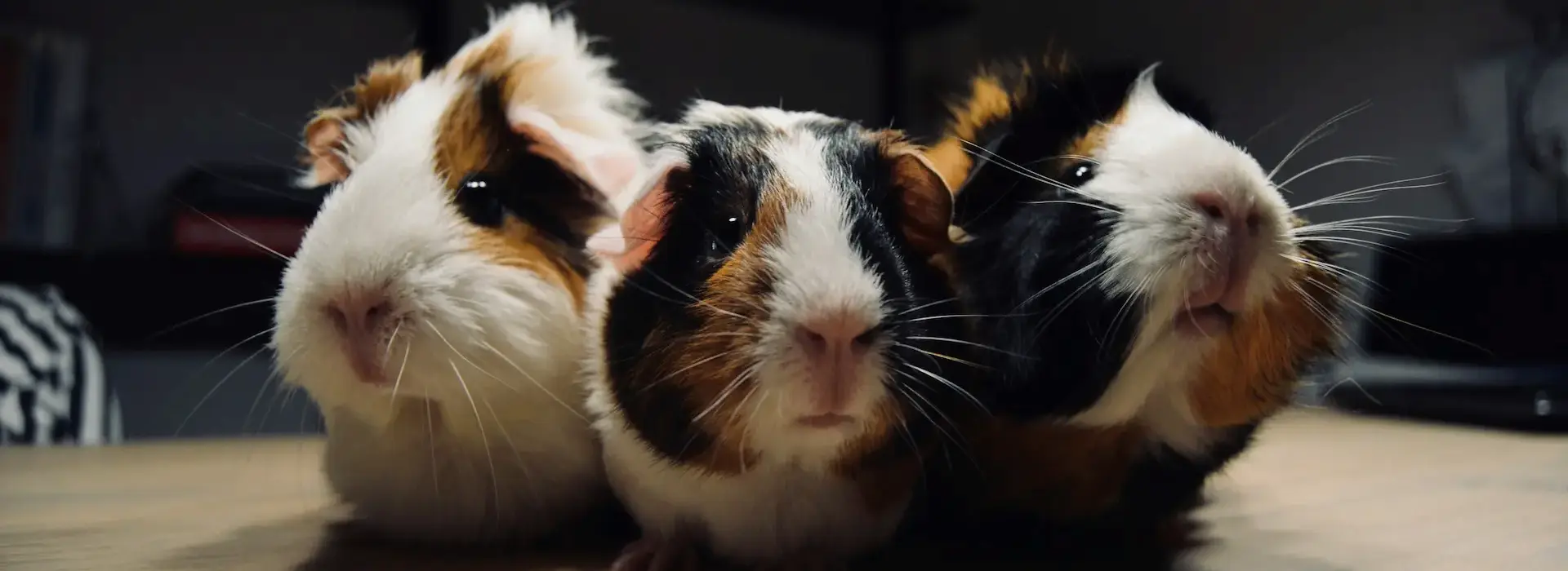 Three hamsters huddled together.