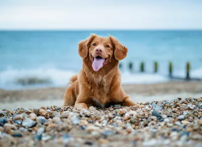 Dog on a beach.