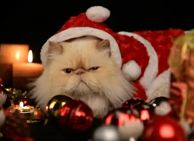 Dog by a Christmas tree.